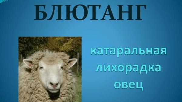 Блютанг (блутанг). Блютанг (блутанг).